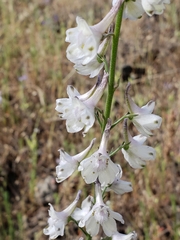 Delphinium hansenii hansenii