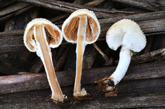 Tympanella galanthina