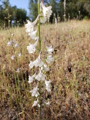 Delphinium hansenii hansenii