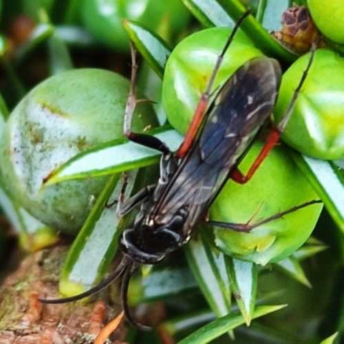Red-legged Spider Wasp, 3768 Soest, Nederland, photo 5 of 10