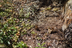 Nymphalini