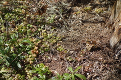Nymphalini