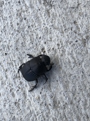 Phanaeus triangularis