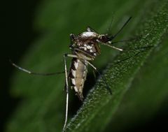 Aedes scapularis