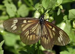 Actinote pellenea pellenea