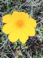 Thelesperma simplicifolium