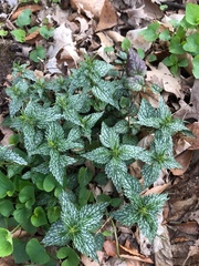 Lamium galeobdolon flavidum