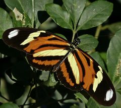 Heliconius ethilla narcaea