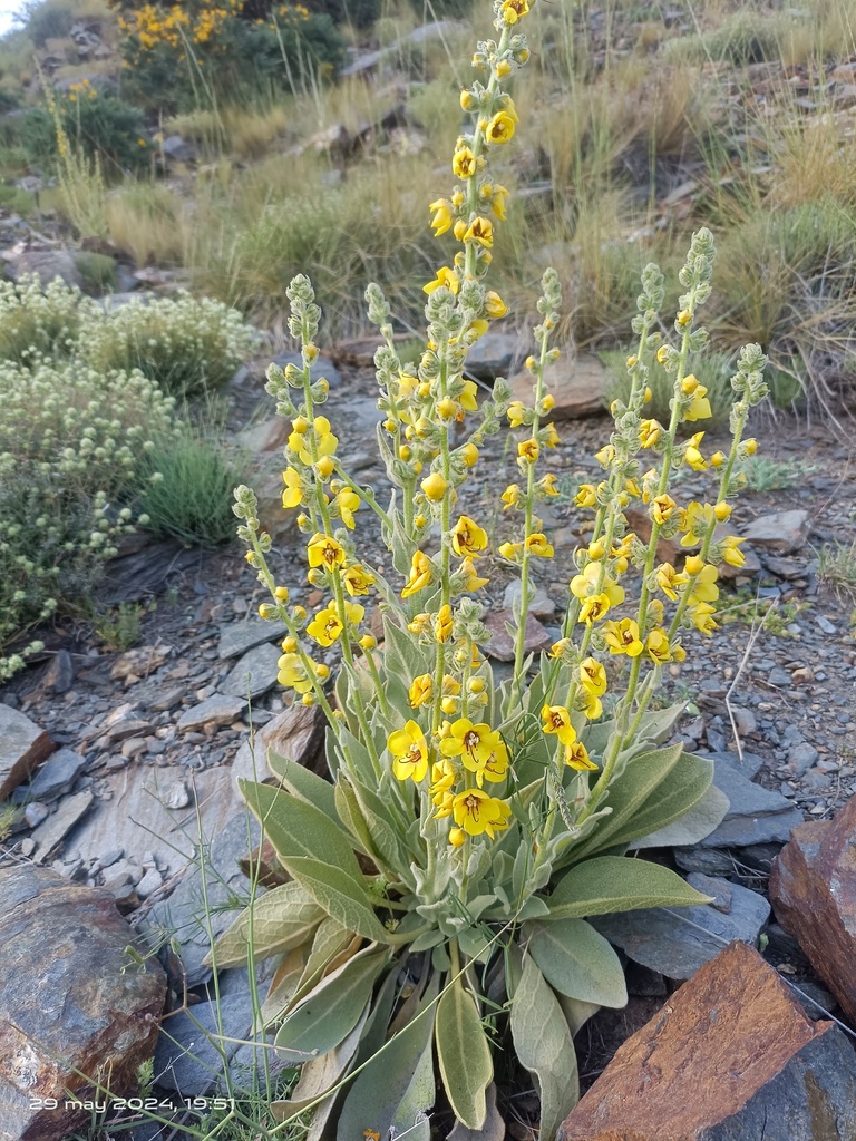 Verbascum nevadense