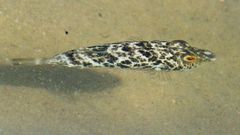 Sphoeroides greeleyi