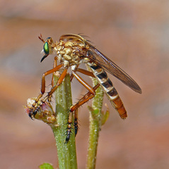 Diogmites crudelis