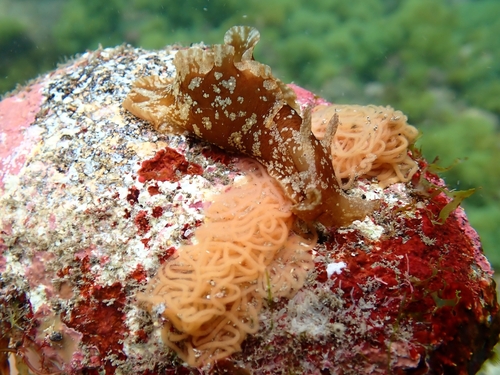 Representative image of Aplysia depilans