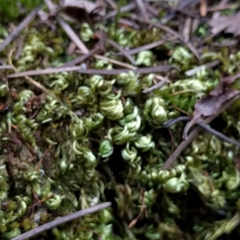 Pseudisothecium myosuroides