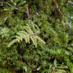 Claopodium crispifolium