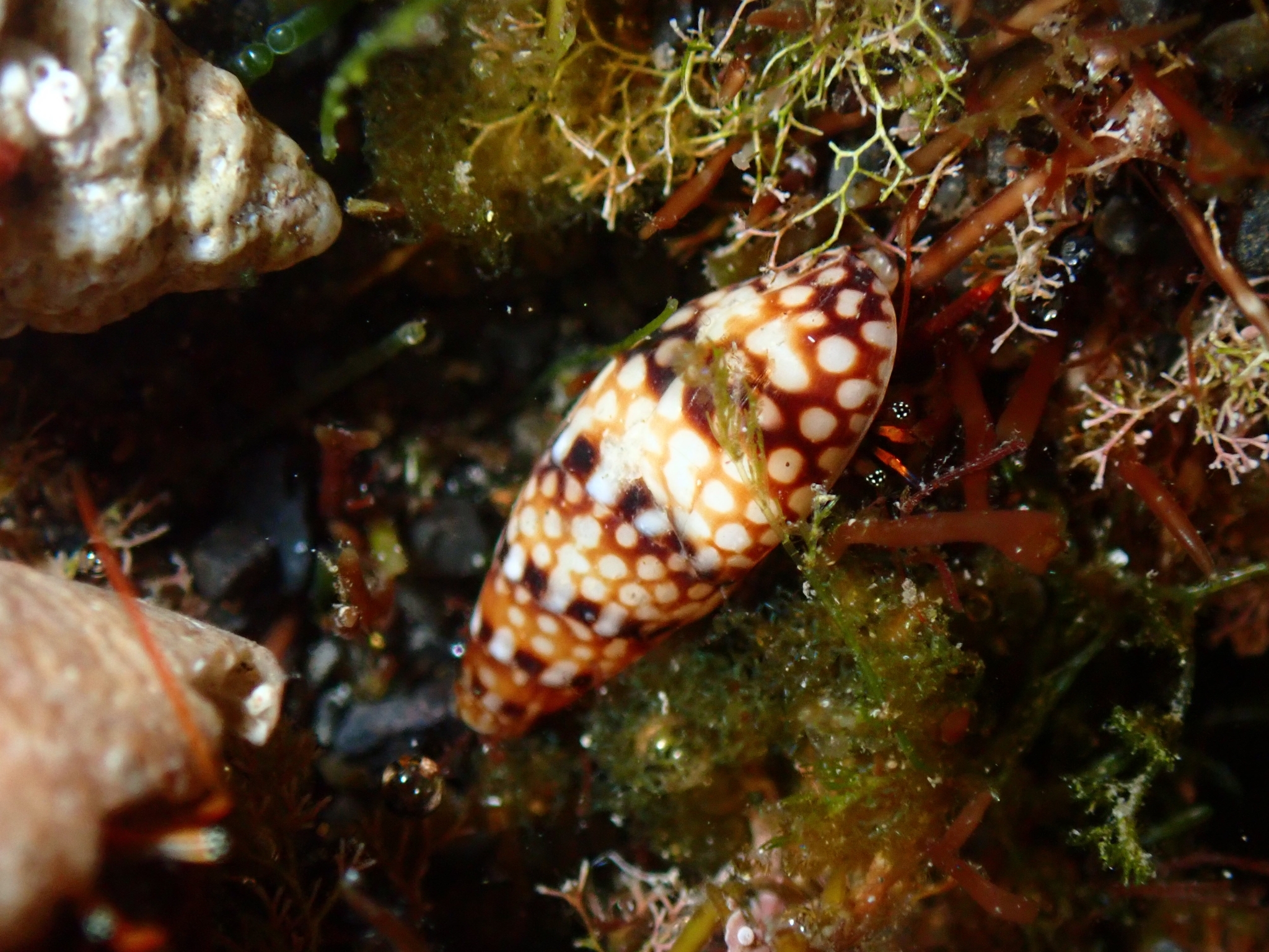 Mitrella ocellata