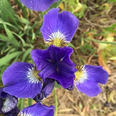 Iris sanguinea