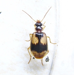 Lebia fuscata