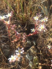 Dudleya blochmaniae