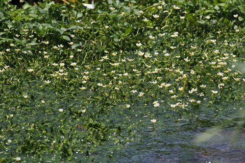 Ranunculus nipponicus iNat (1)