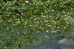 Ranunculus nipponicus