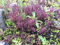 Castilleja victoriae