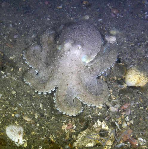 Octopus australis image