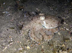 Octopus australis