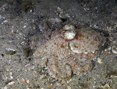 Octopus australis