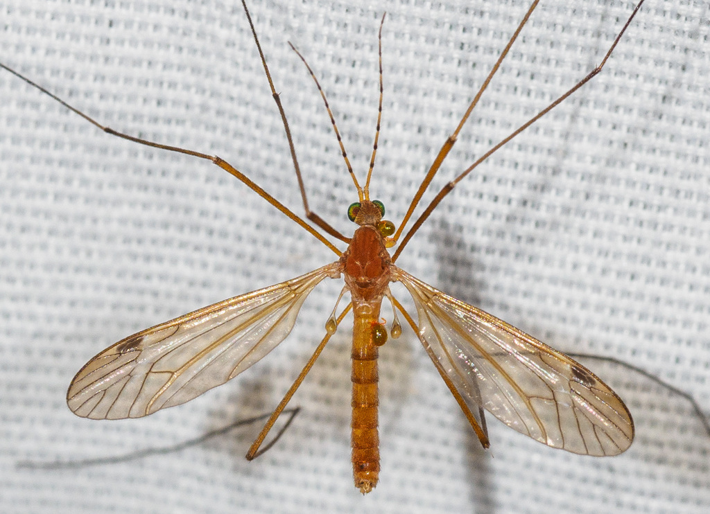 Tipula annulicornis