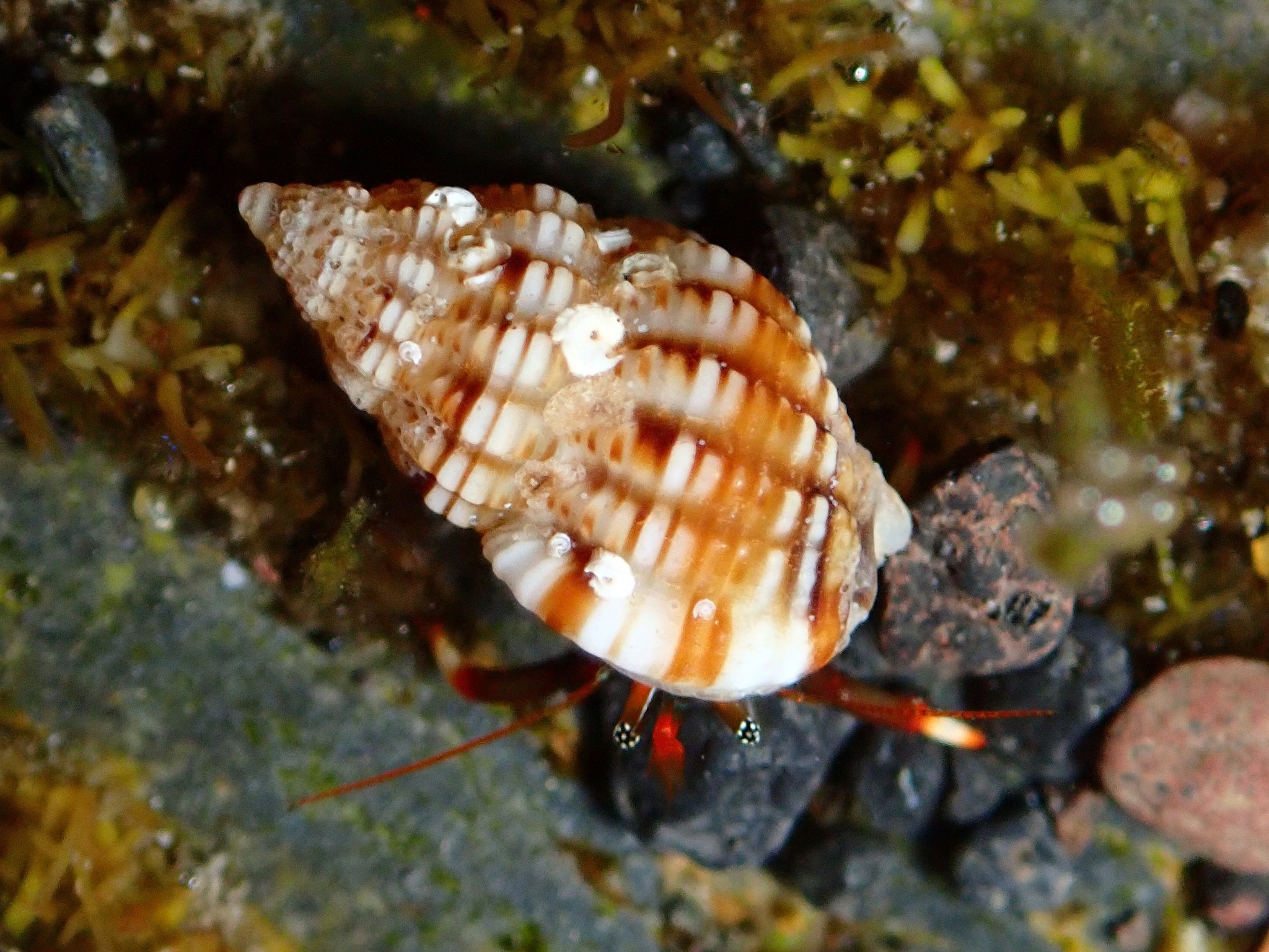 Tritia incrassata