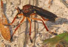 Diogmites platypterus