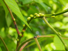 Phylloxera subelliptica