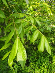 Phylloxera subelliptica