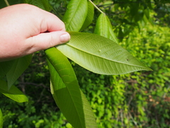 Phylloxera subelliptica