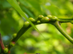 Phylloxera subelliptica