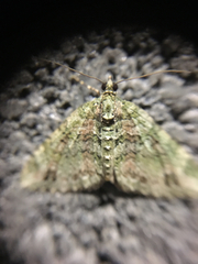 Hammaptera parinotata