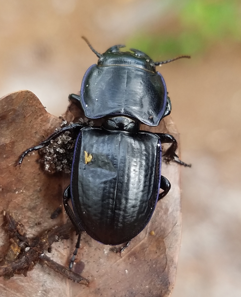 Moderately Smooth Warrior Beetle