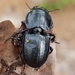 Moderately Smooth Warrior Beetle - Photo (c) Joe MDO, some rights reserved (CC BY-NC), uploaded by Joe MDO