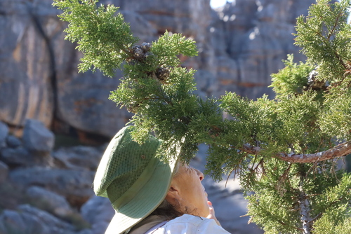 Image of Widdringtonia cedarbergensis by (c) Tony Rebelo, some rights reserved (CC BY-SA)