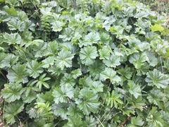 Sidalcea hendersonii