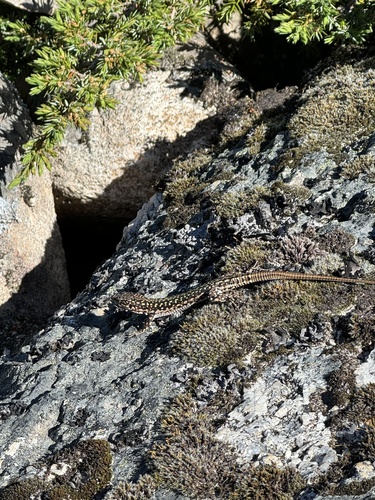 Podarcis guadarramae lusitanicus, Portugal, photo 9 of 10