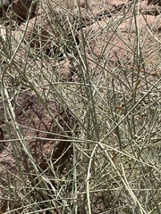 Periploca aphylla, photograph (c) Chase Mathey, some rights reserved (CC BY)