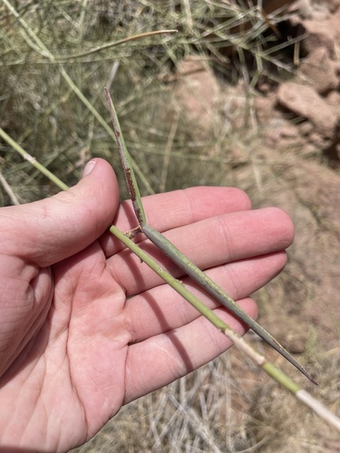Periploca aphylla, photograph 5