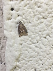 Platynota flavedana