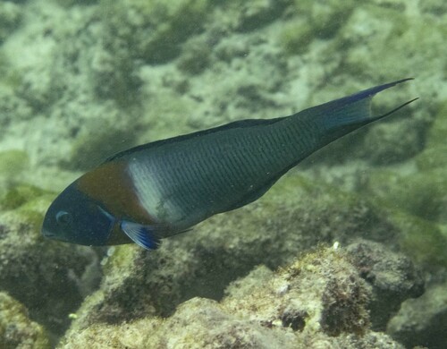 Zadellipvis (Thalassoma duperrey) — Labridae