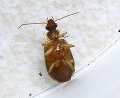 Lebia fuscata