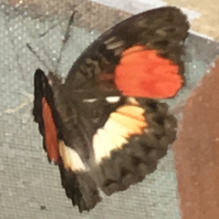 Cymothoe aramis aramis