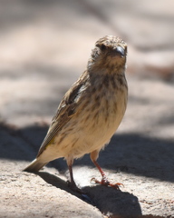 Crithagra atrogularis