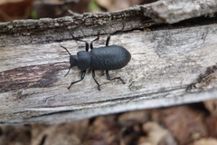 Iphthiminus serratus