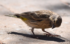 Crithagra atrogularis